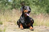 DOBERMANN 794